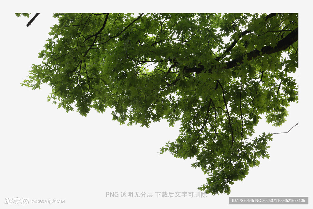 翠绿枝叶低垂