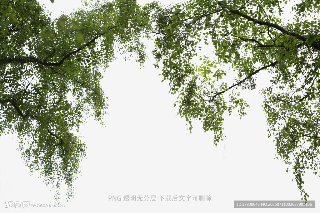 垂柳枝头绿意浓