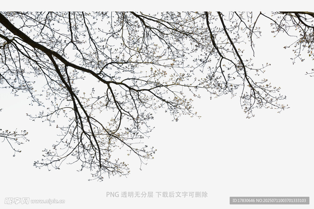 冬日枯树枝干景象