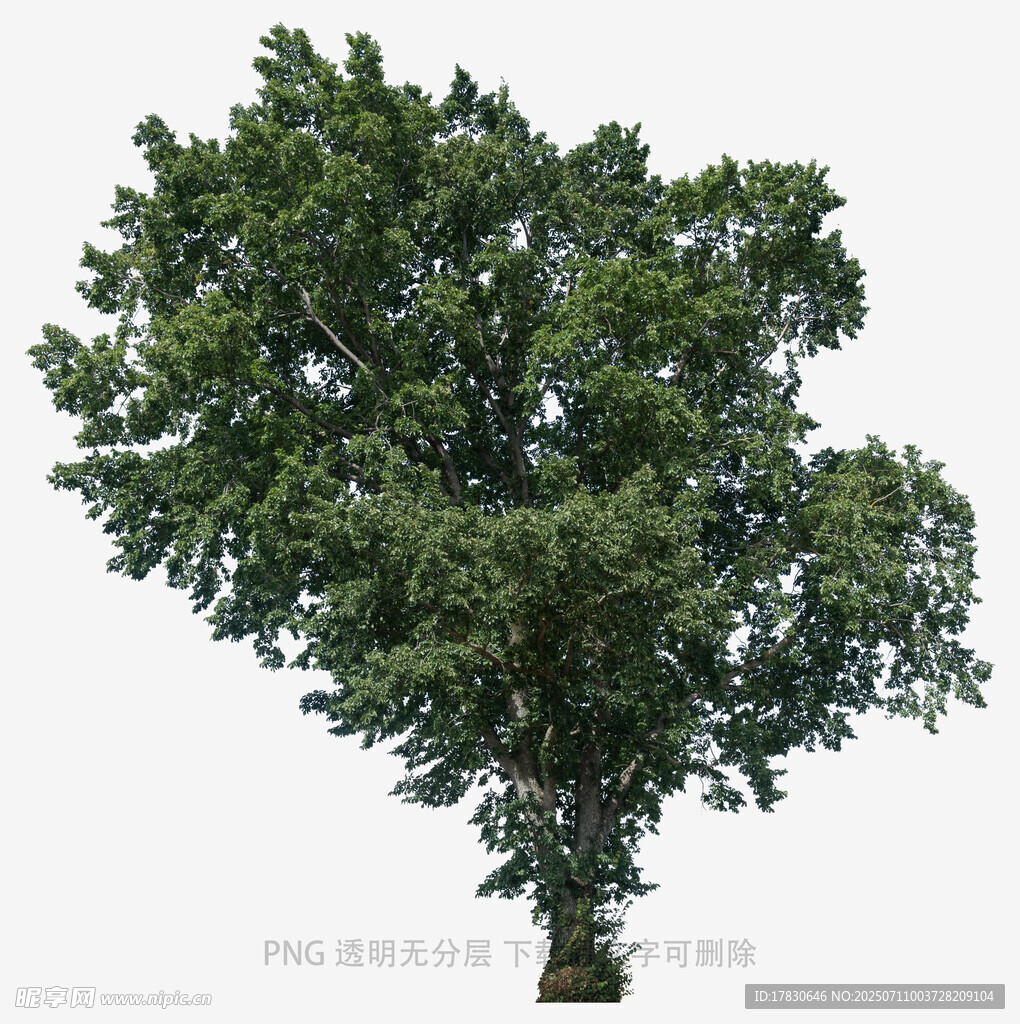 单棵繁茂绿树