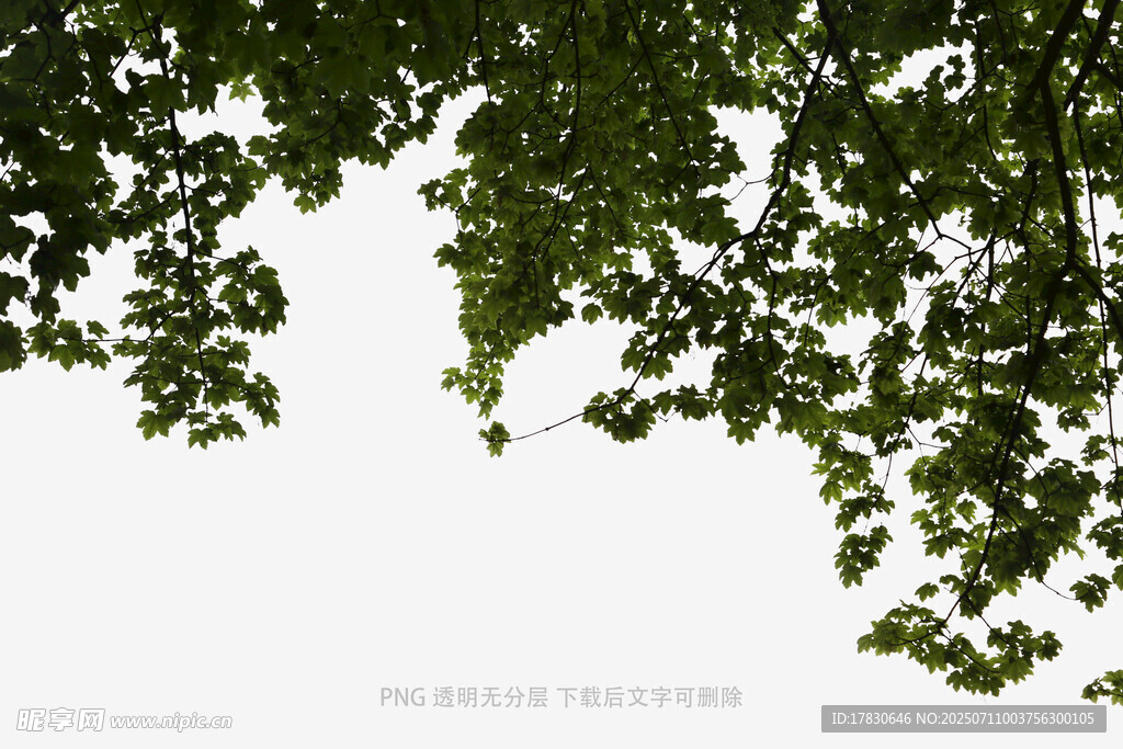树冠