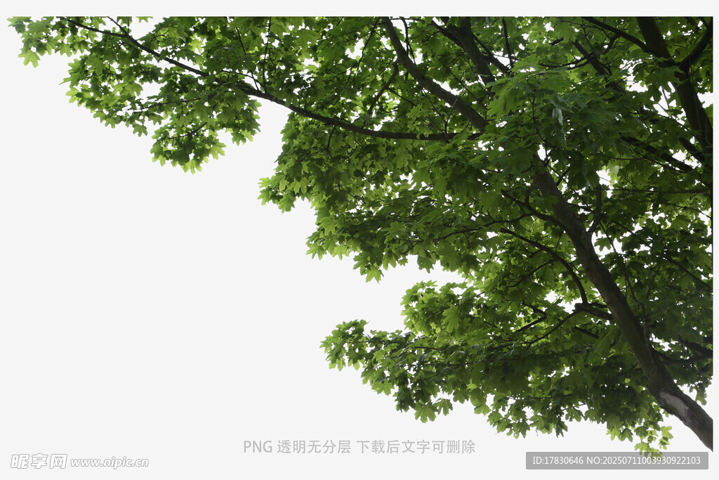 绿叶繁茂的树梢