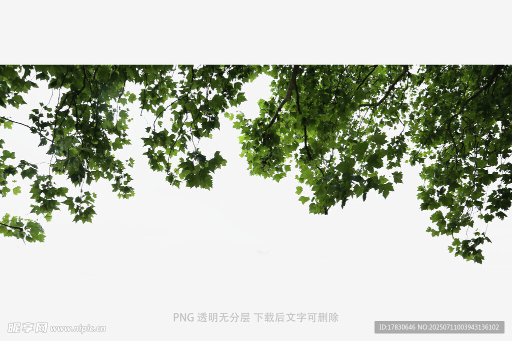 仰视翠绿树叶