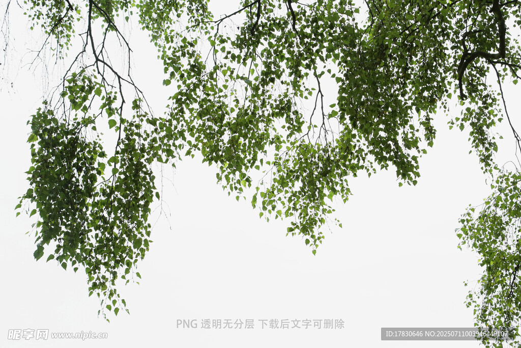 树冠