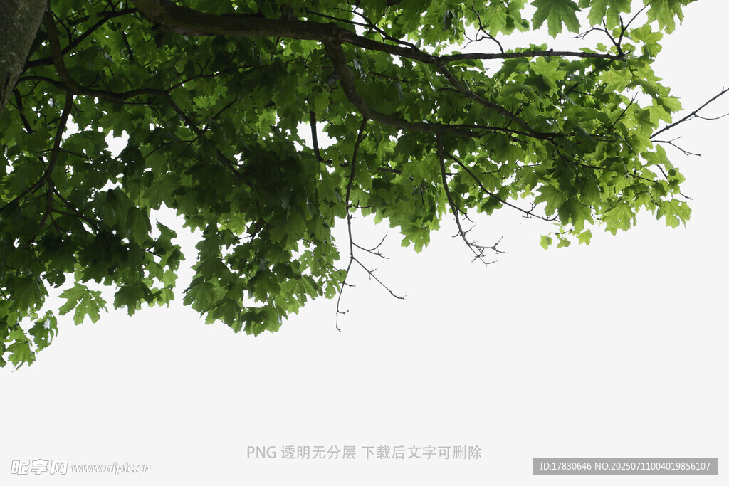 仰视翠绿繁茂的树枝