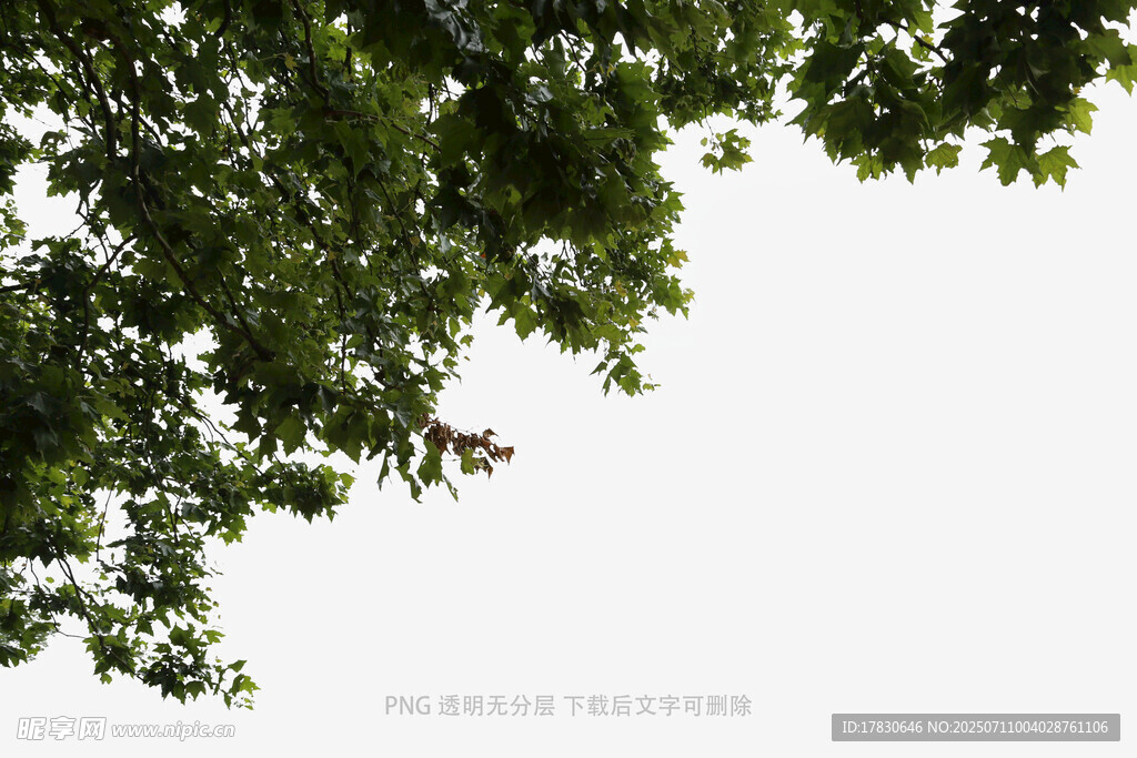绿叶繁茂的树冠