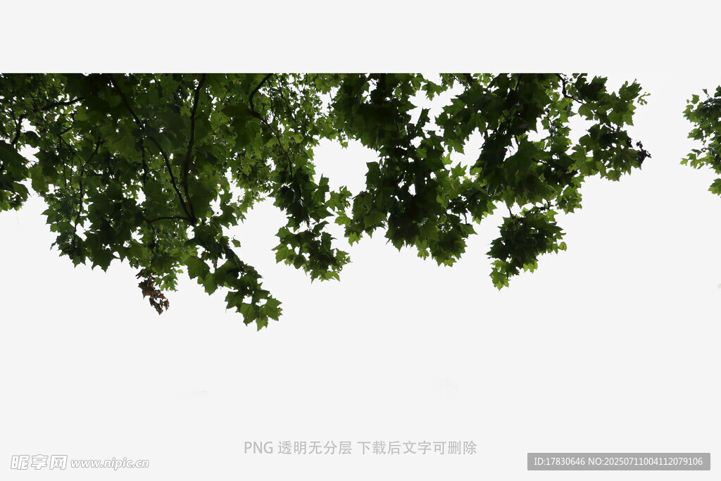 树冠