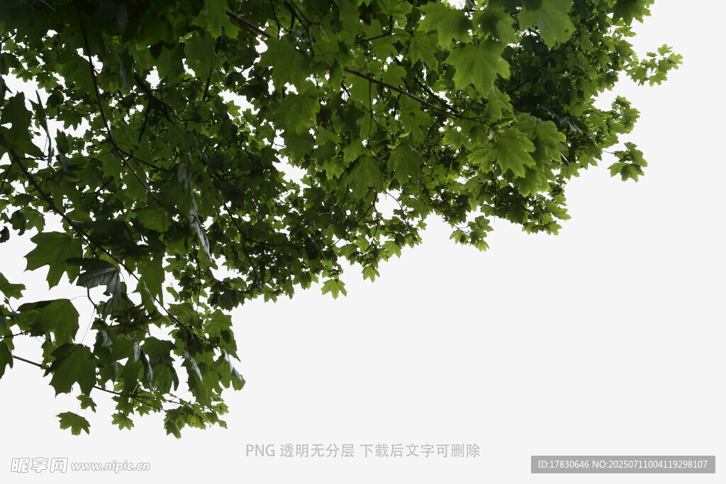 树冠