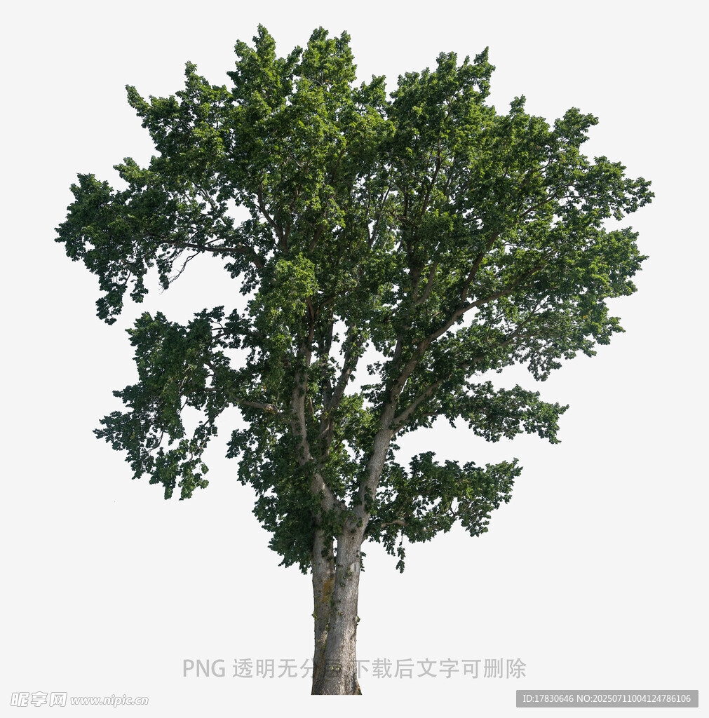 单棵繁茂绿树特写