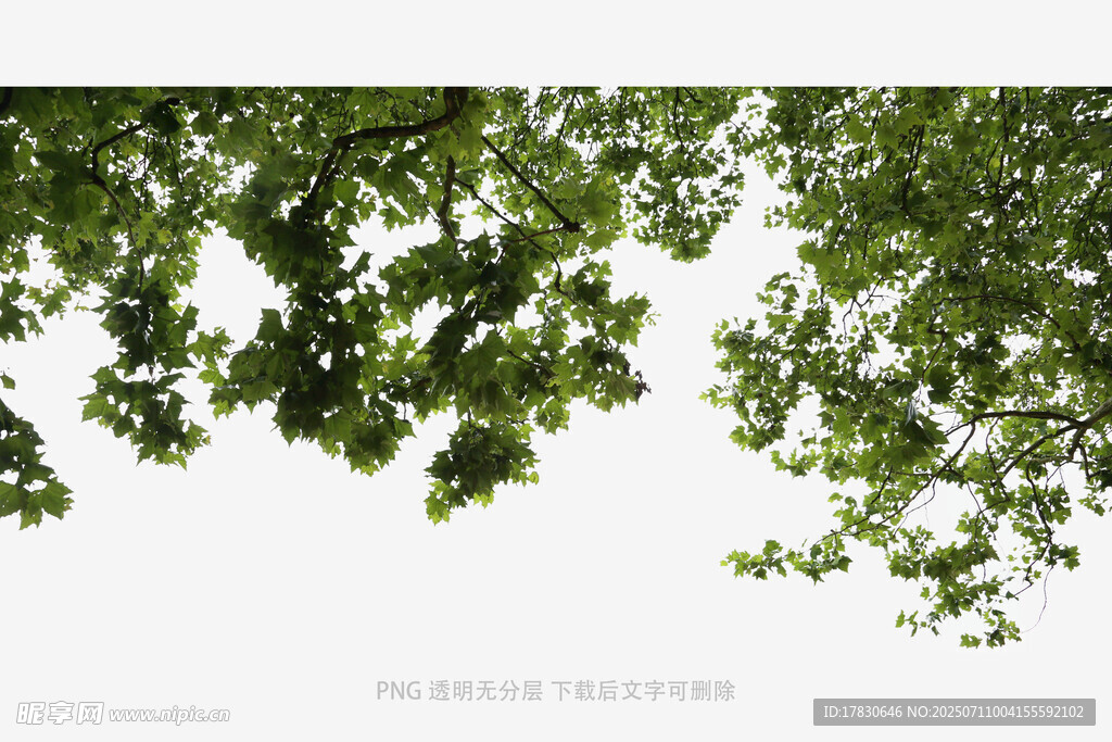 绿叶繁茂的树冠