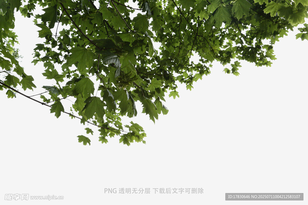 树冠