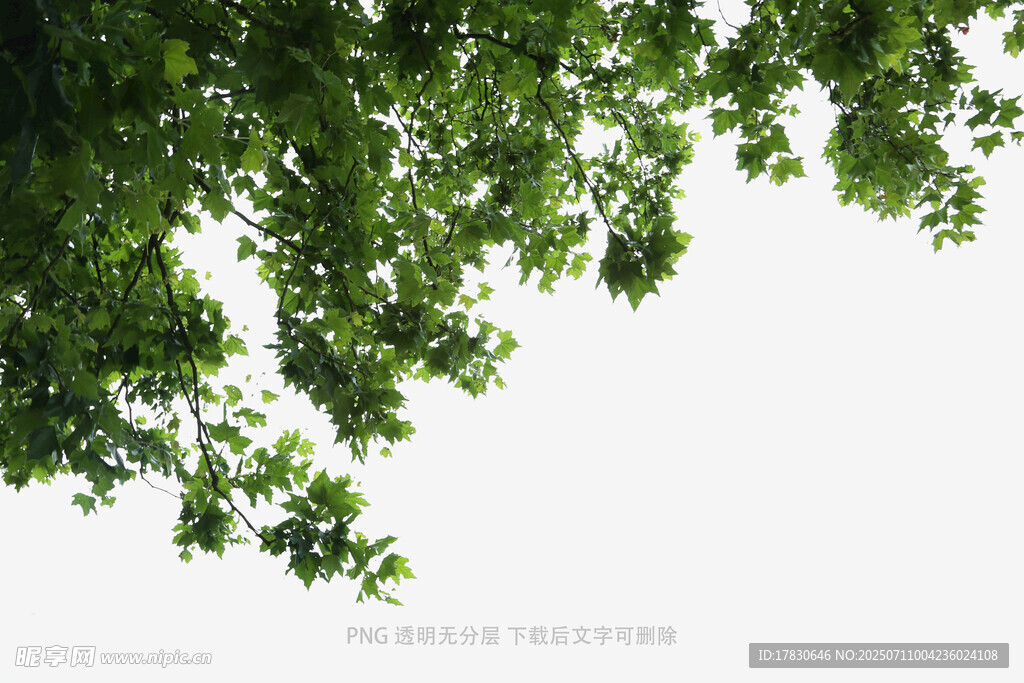 树冠