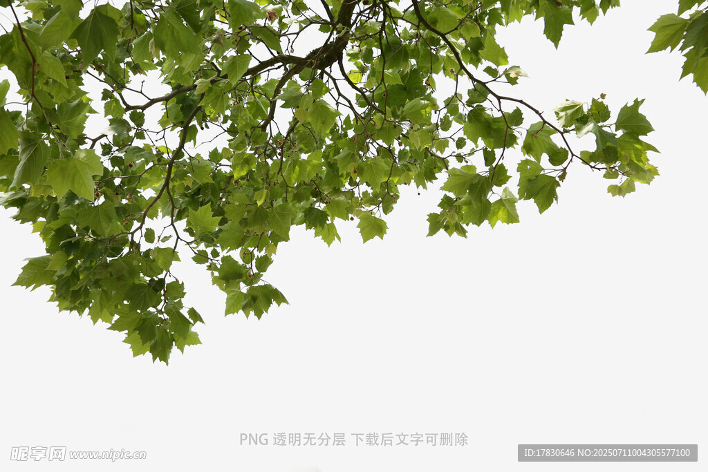 仰视翠绿繁茂的树枝