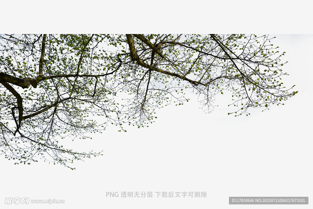 树枝上的嫩绿新芽