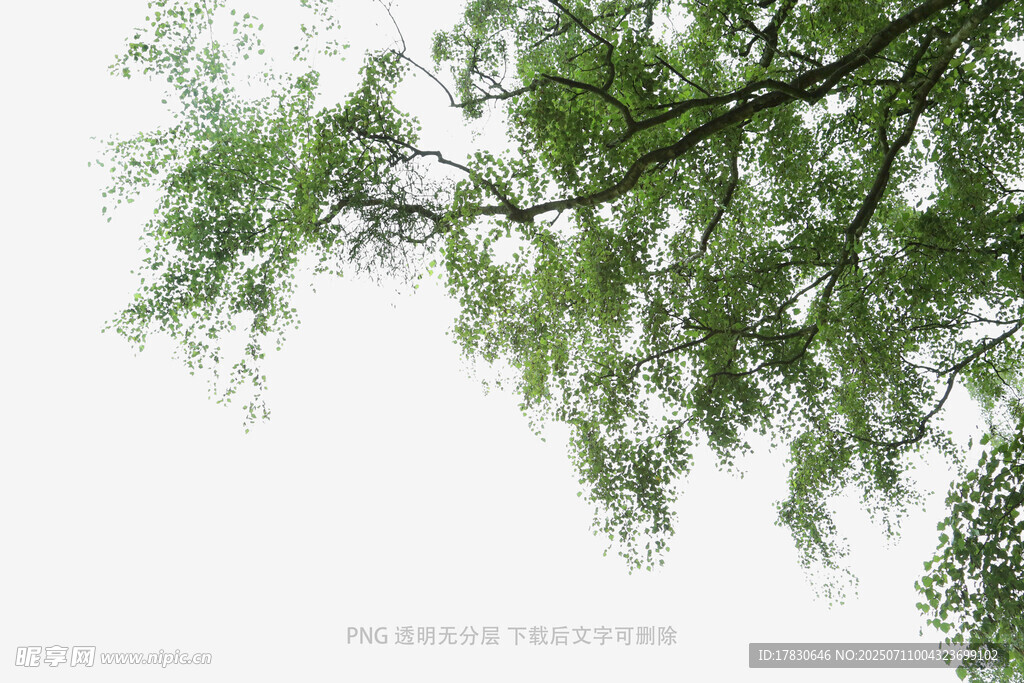 垂柳枝头绿意浓