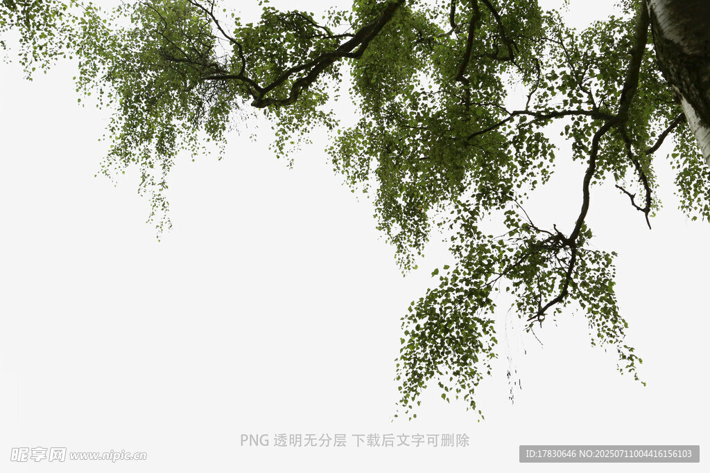 垂柳枝头绿意浓