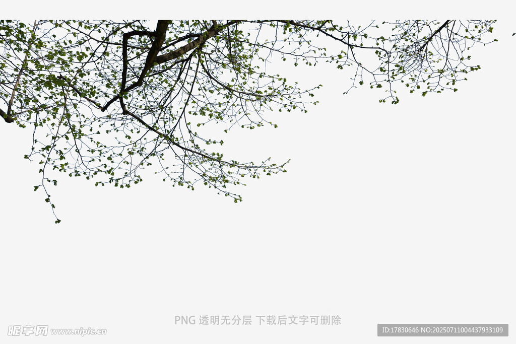 树冠