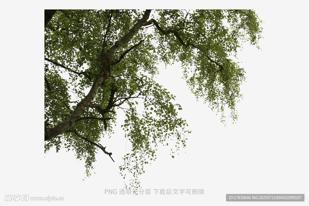 垂柳枝头绿意浓
