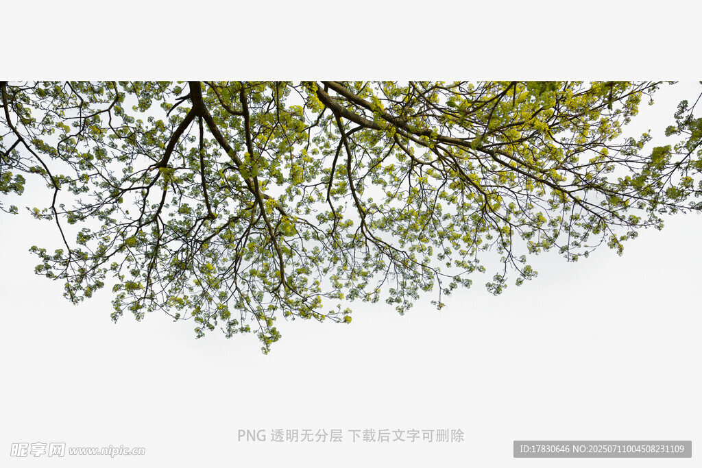 仰视繁茂树枝绿叶