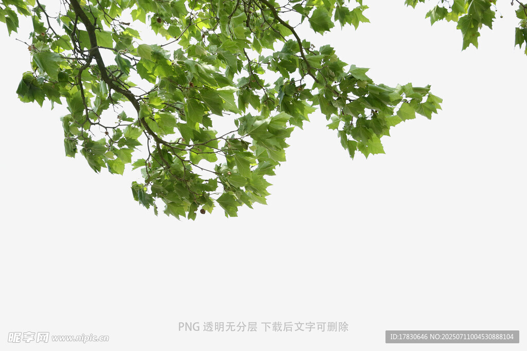 绿叶繁茂的树枝