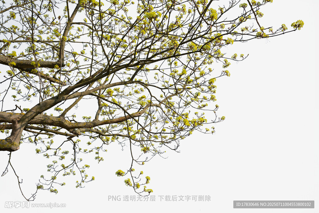 枝头绽新花