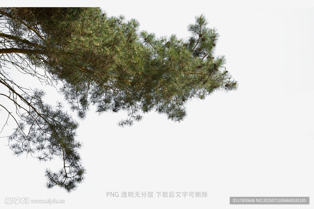 仰视的松树枝叶