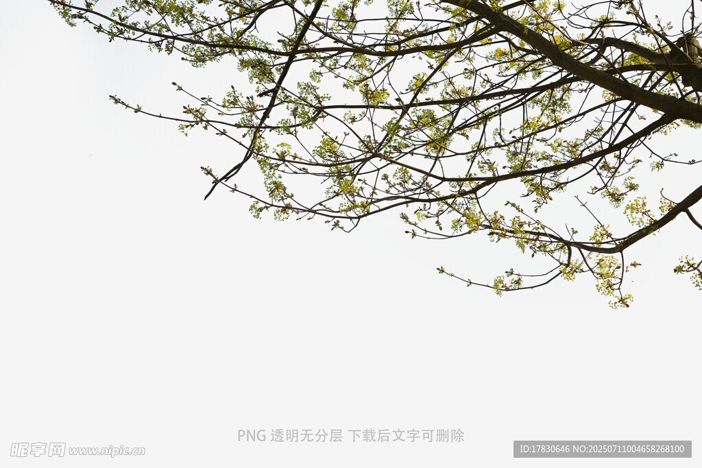 枝头新绿绽春光