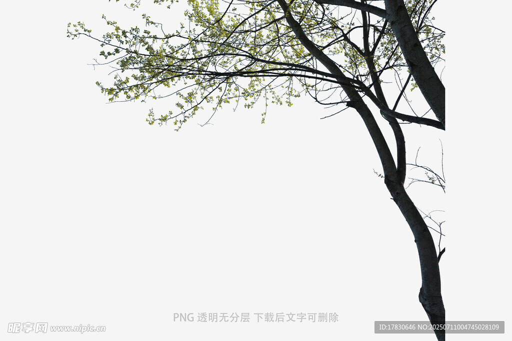 孤树绽新绿