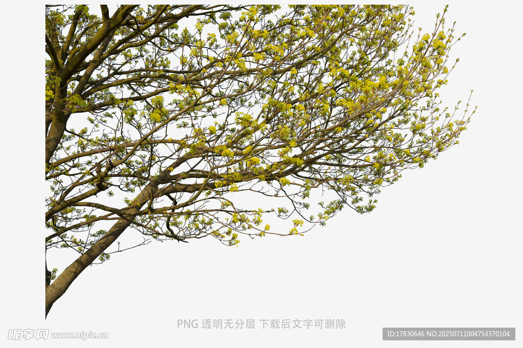 枝头绽新花的树木
