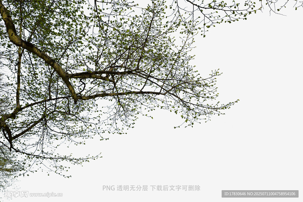 枝头新绿绽春光