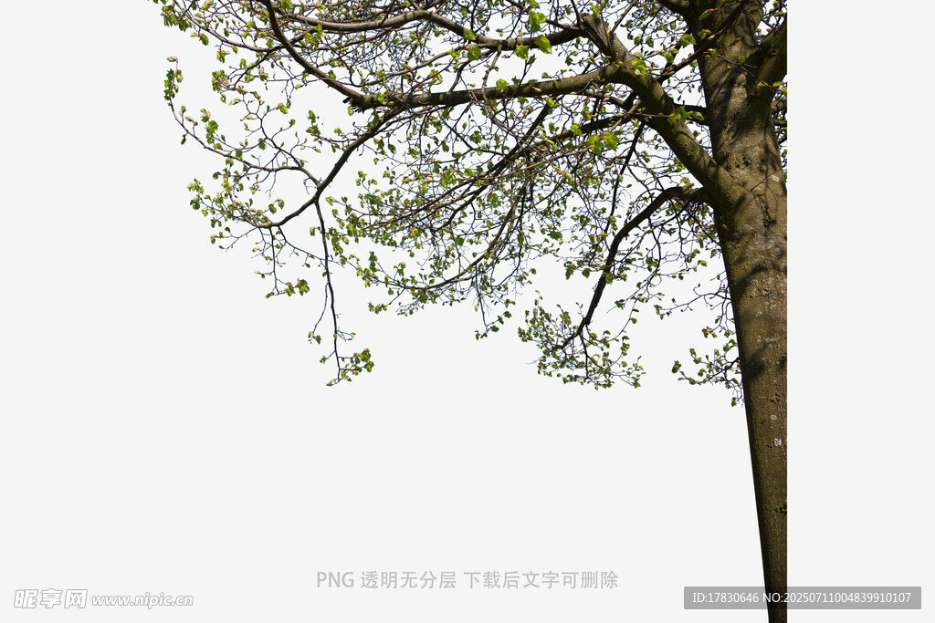 树冠