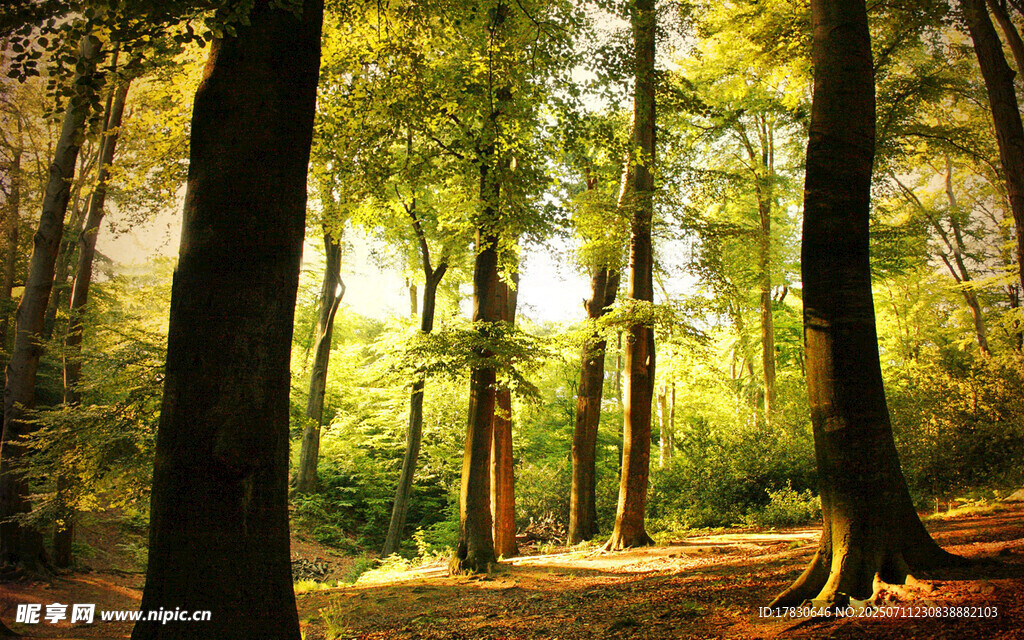 阳光洒落的静谧森林