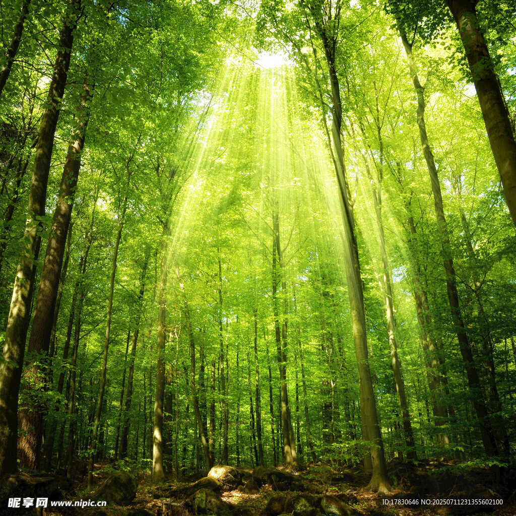 阳光穿透茂密森林美景