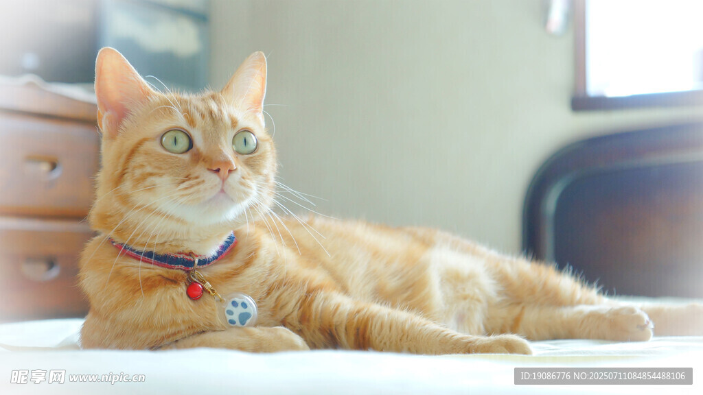 橘猫悠闲躺卧
