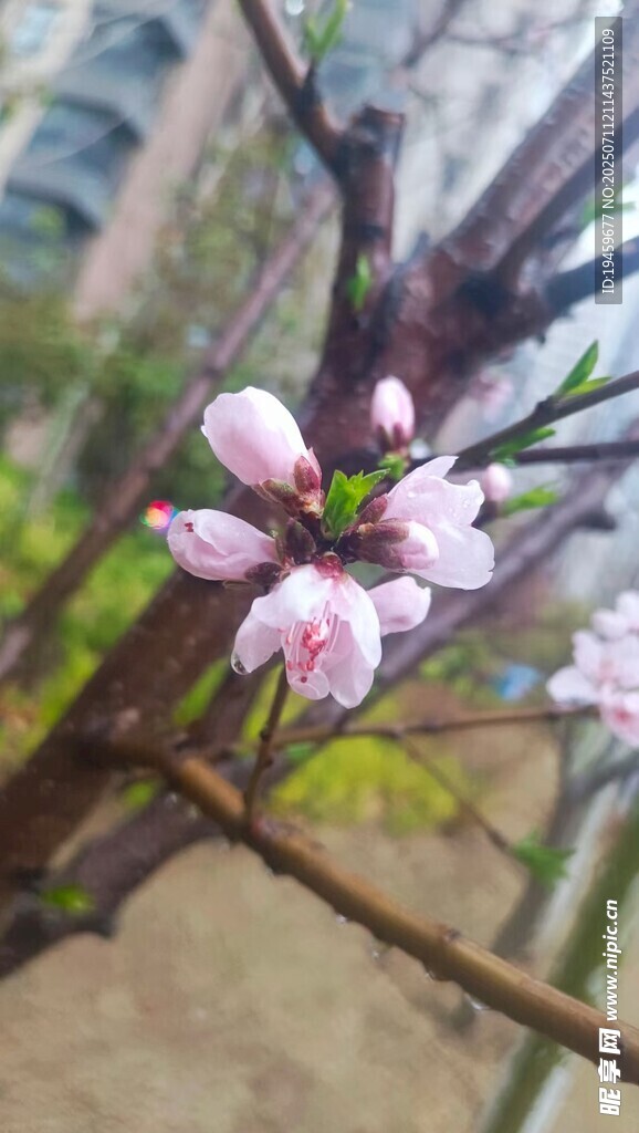 枝头绽放的粉嫩桃花