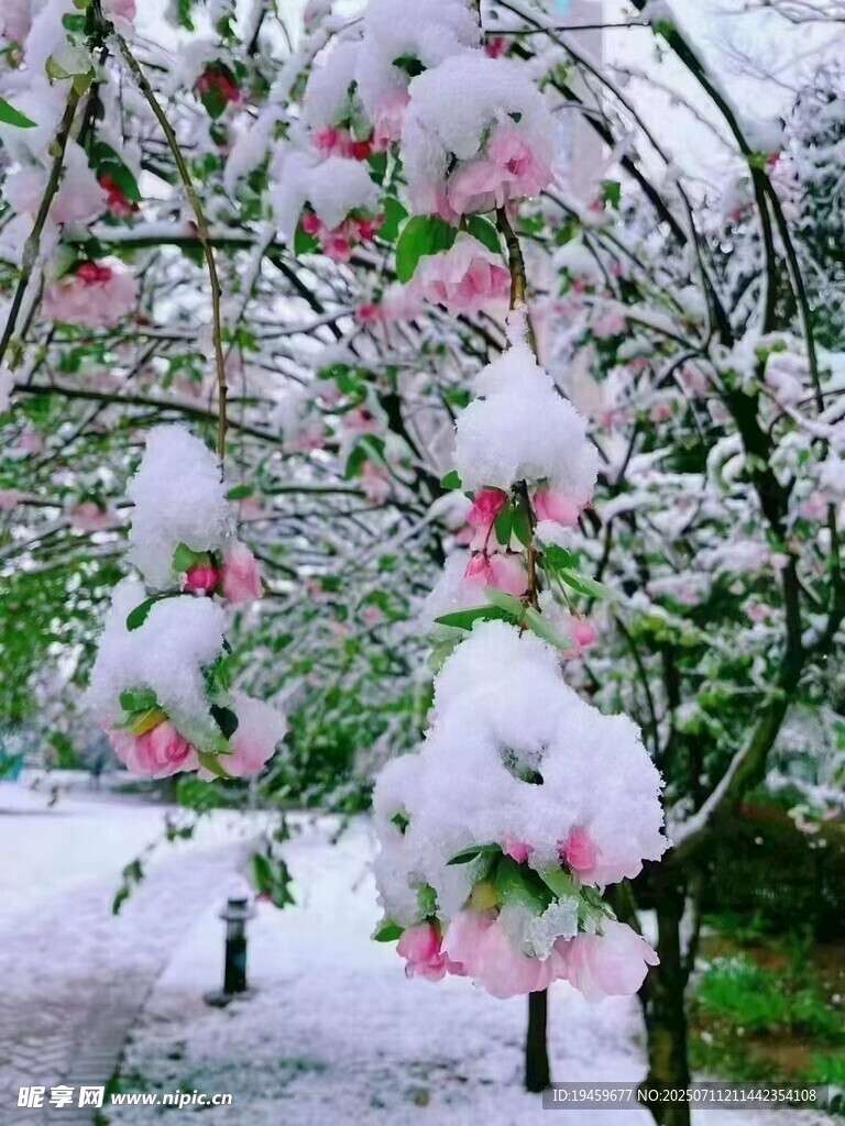 雪覆繁花景