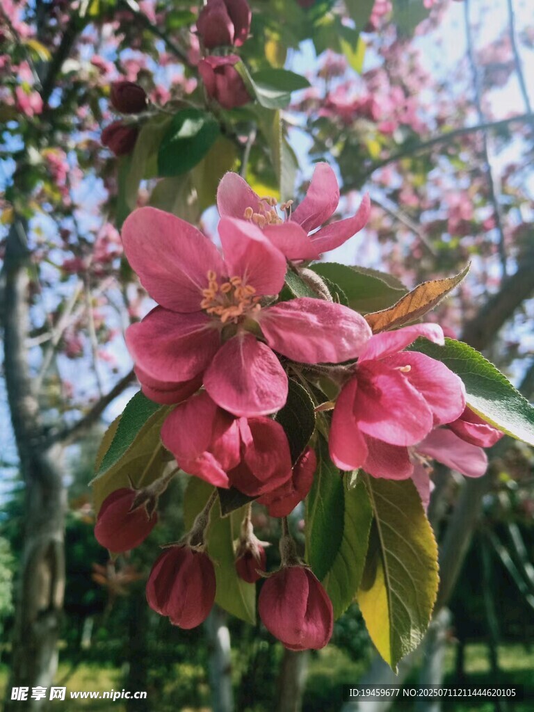娇艳盛开的粉色海棠花