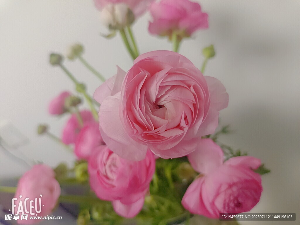 粉色洋桔梗插花特写