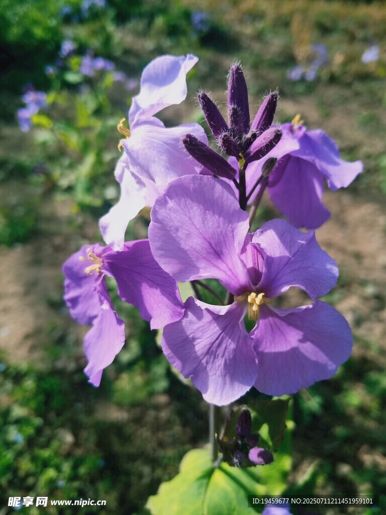 紫色花卉特写