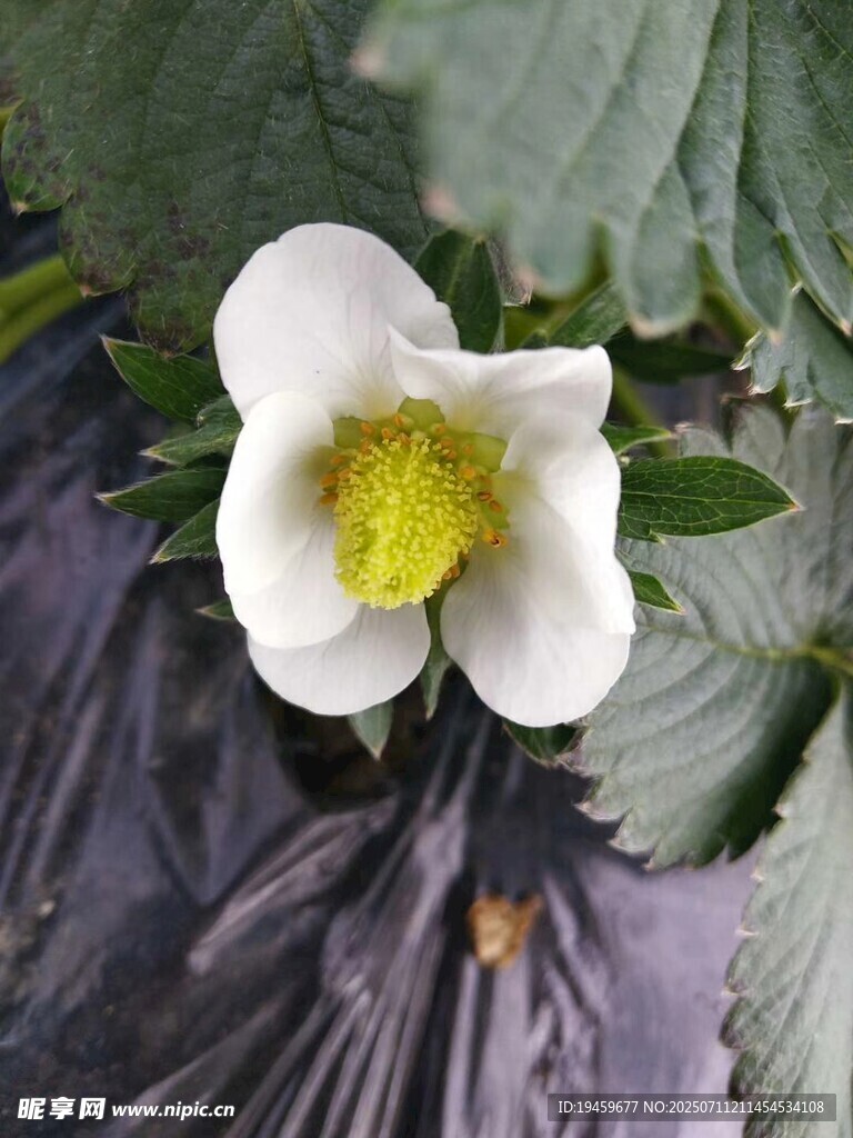白色草莓花绽放
