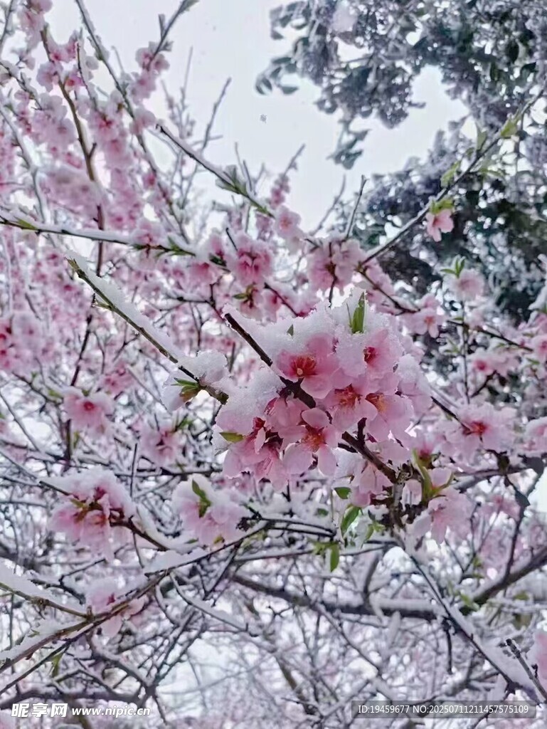 雪中绽放的粉嫩樱花
