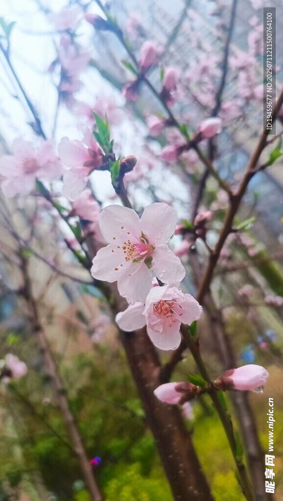 春日绽放的粉嫩桃花