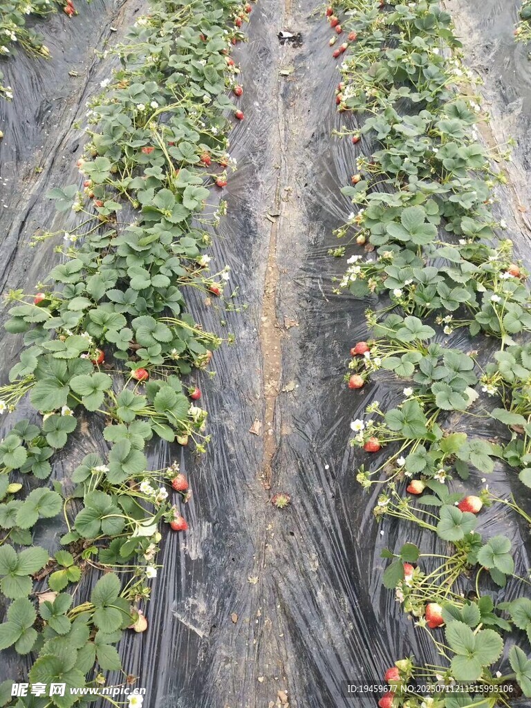 草莓种植园的繁茂景象