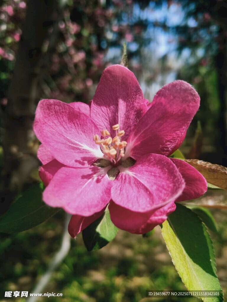 娇艳粉色海棠花绽放