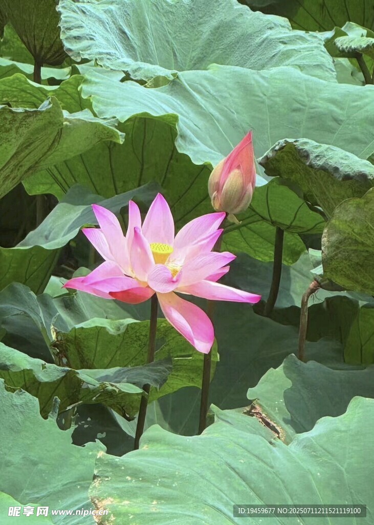 娇艳荷花绽放于绿叶间