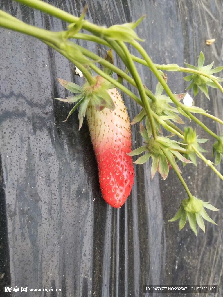挂在枝上的半熟草莓
