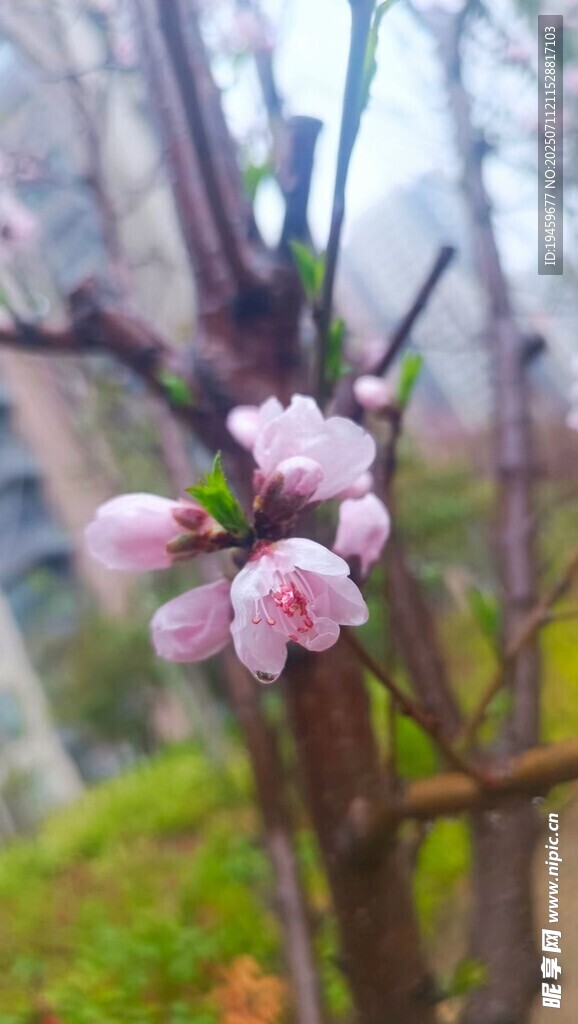 枝头绽放的粉嫩桃花