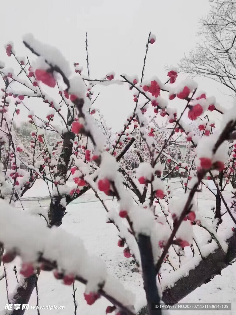 雪中红梅绽放