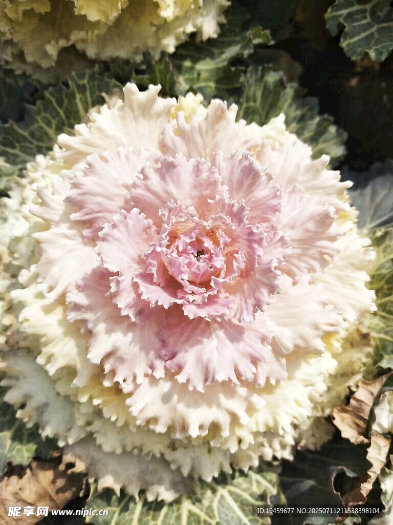 粉色卷心菜特写