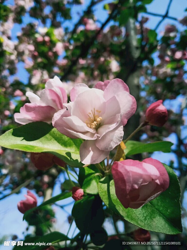 娇艳盛开的粉色海棠花
